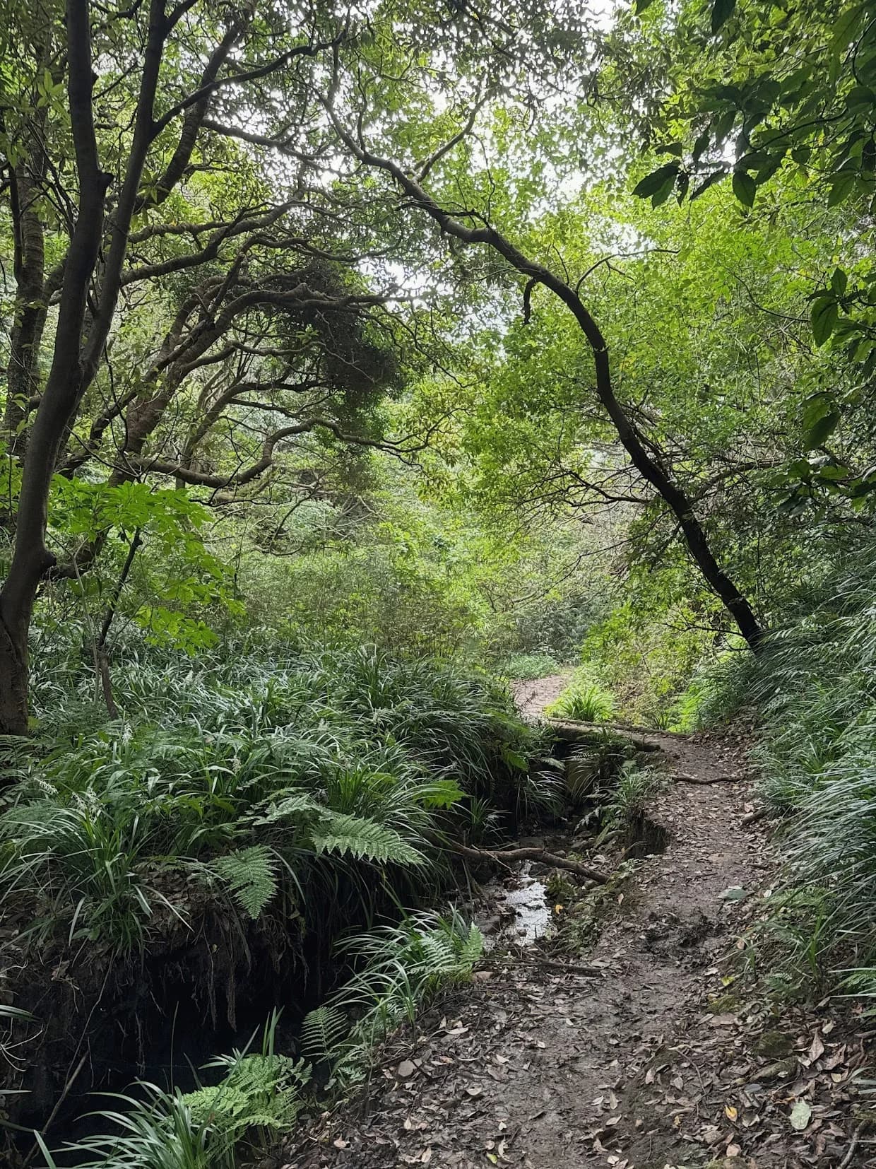 小さな流れに沿って続く、緑に囲まれた山道